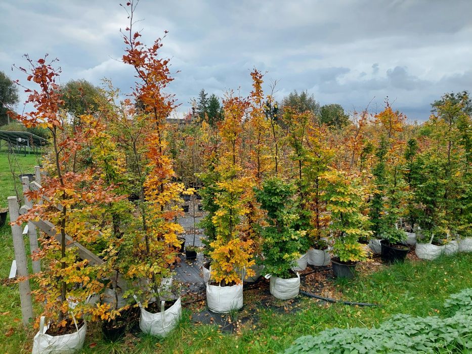 Buk zwyczajny na żywopłot Fagus sylvatica