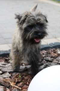 Cairn Terrier - suczka, 11 miesięcy ZKwP