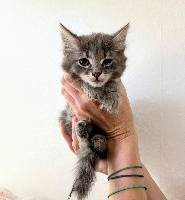 Вінні і Пух кошенята хлопчики 2 міс