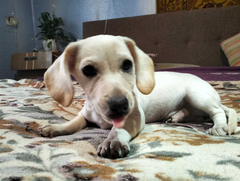 Цуценята мініатюрної такси