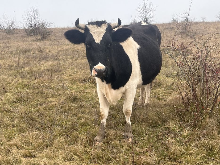 Корова породи голштин