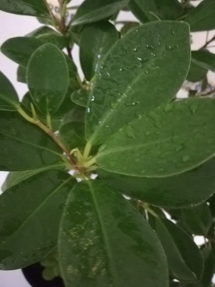 Фікус Мокламе / Ficus moclame