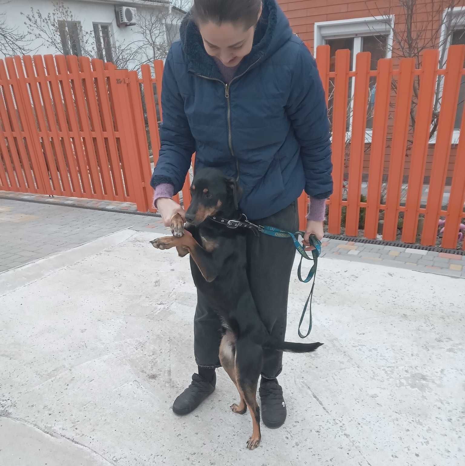 Красивый, добрый молодой пёсик/собака Чарли , около 11 месяцев