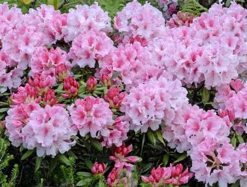 Декоративні рослини: лаванда, сакура, гібіскус, спірея, сирень, и т.д