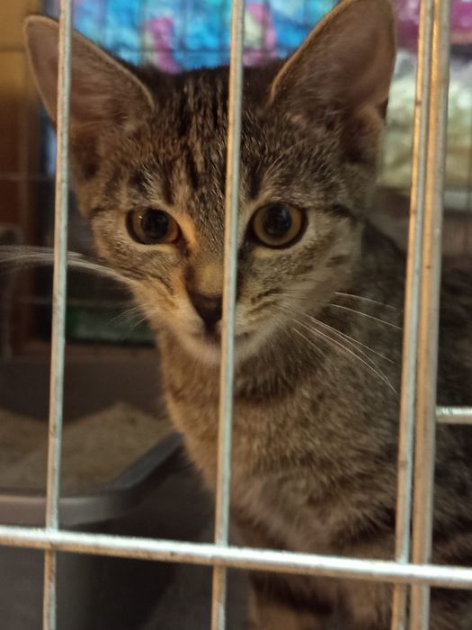 4 miesięczny kocurek szuka domu niewychodzącego