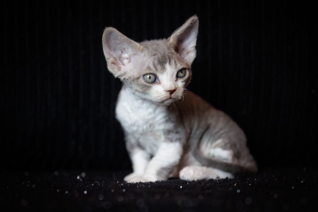 Devon Rex* chłopczyk* Erwin* niebieski bicolor pręgowany