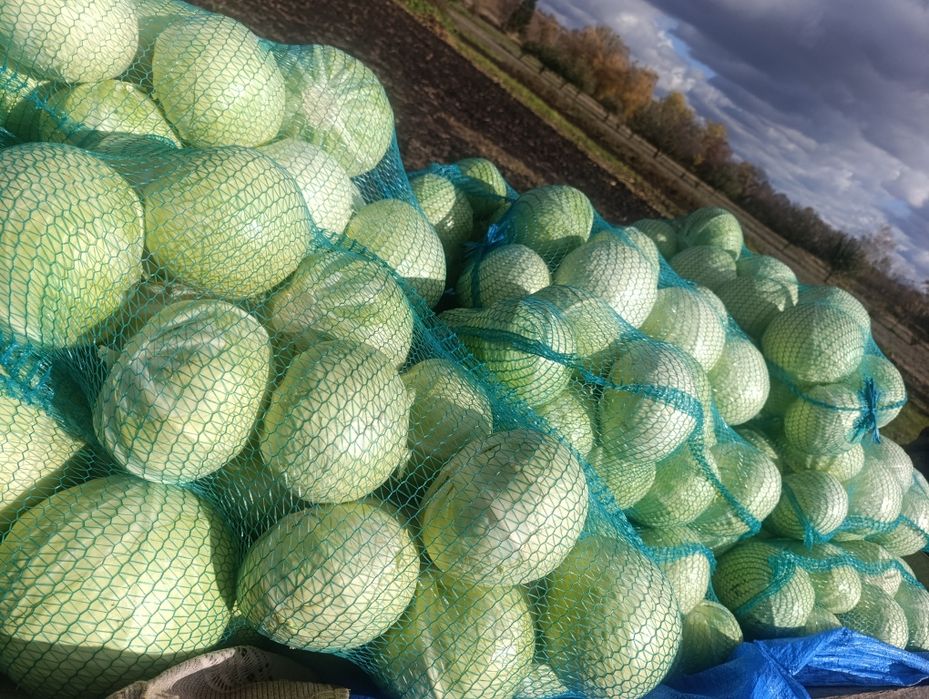 Капуста пізня Альбатрос ОПТ