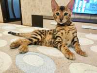 Бенгальский котенок мальчик яркого раскрасса