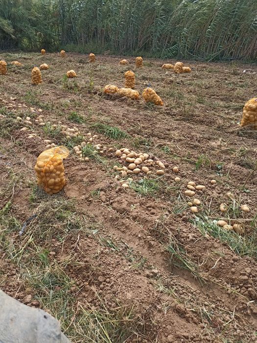 Batata agria . Produção própria