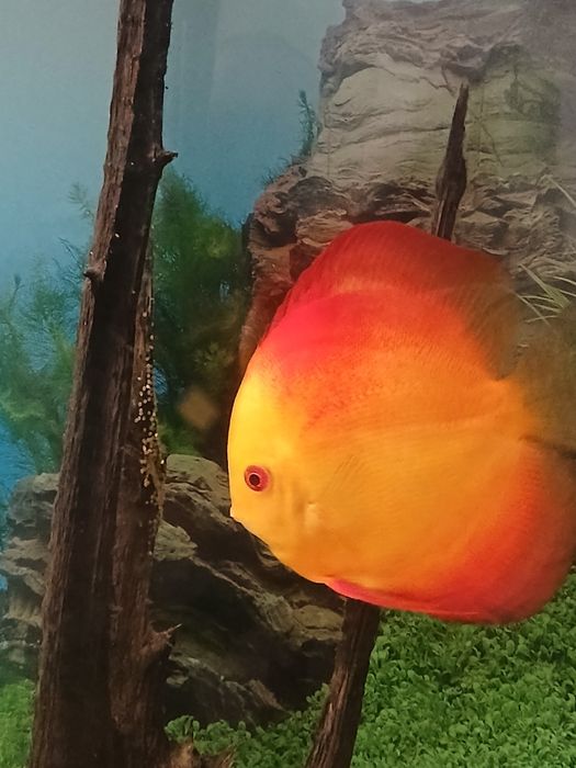 Дискусы нерестовая пара