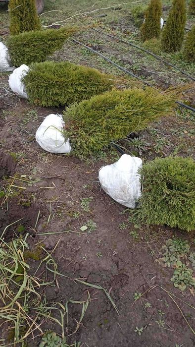 Туя Смарагд оптом з поля - Кременчук, 1-1.2м. Власна доставка.