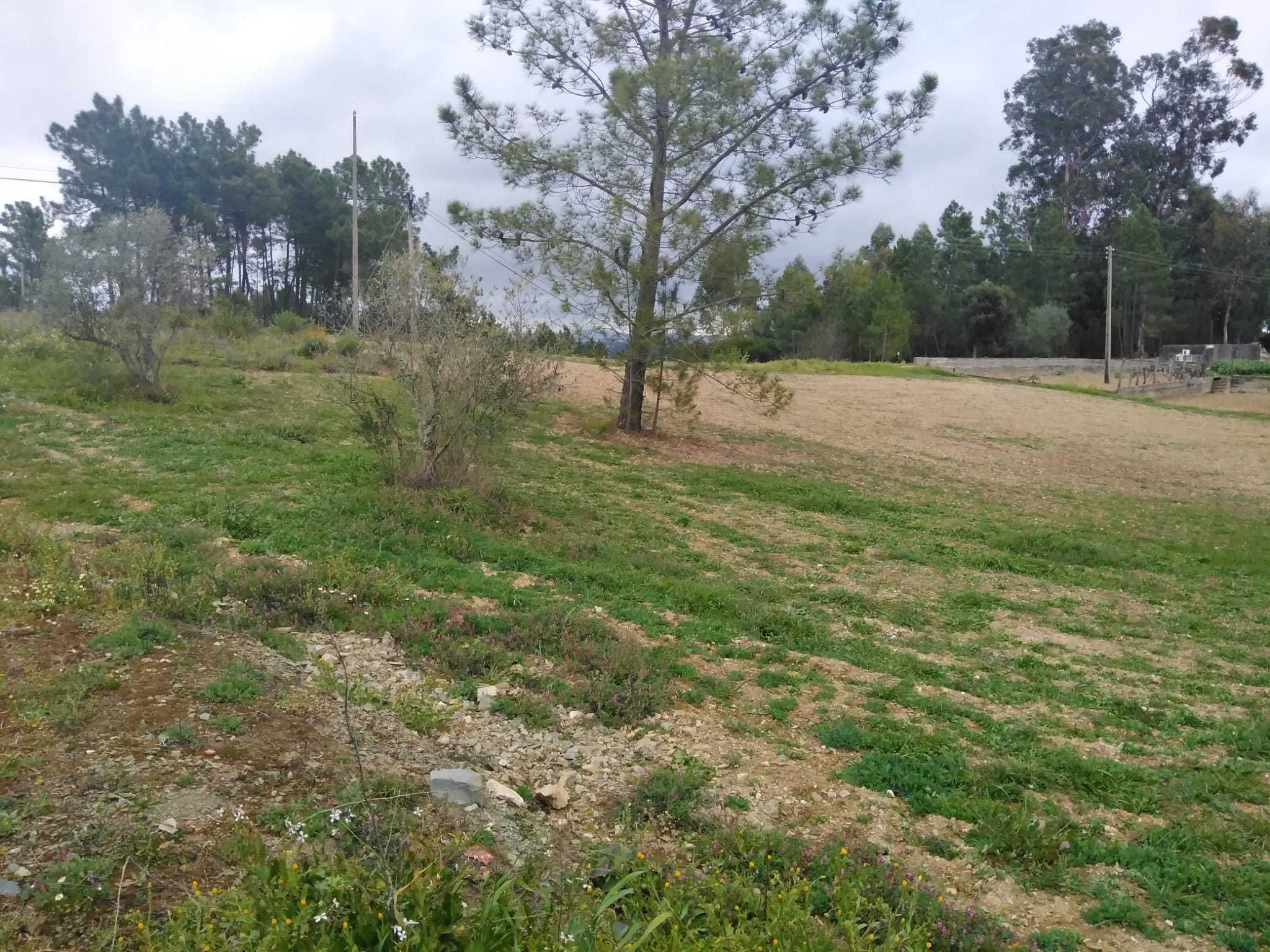 Vendo terreno no Vilar do Ruivo