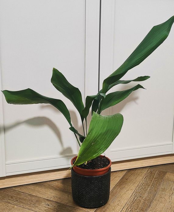 Aspidistria żelazny liść .monstera weriagata