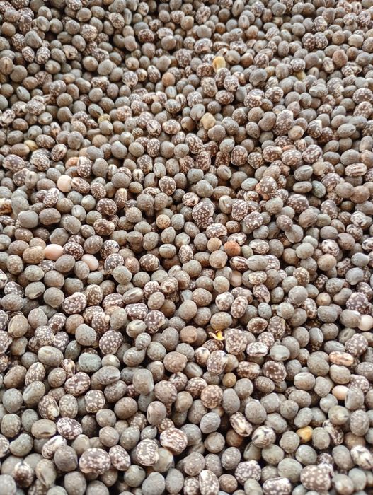 Łubin gorzki ekologiczny+certyfikat