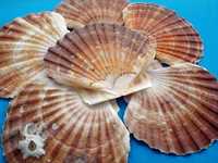 Concha-Pecten meridionalis 10-11cm - 12pçs