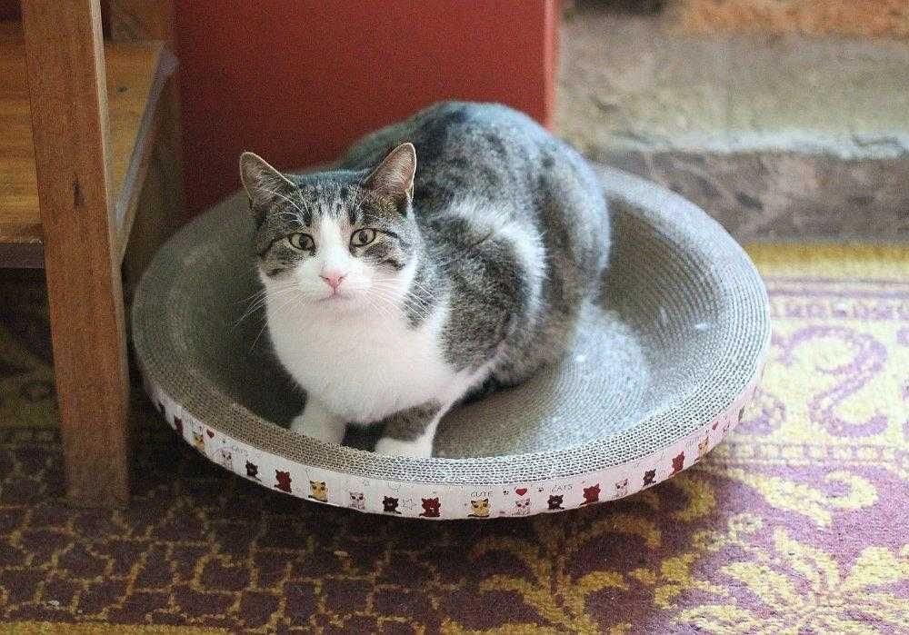 Sopelek tak bardzo prosi o dom!