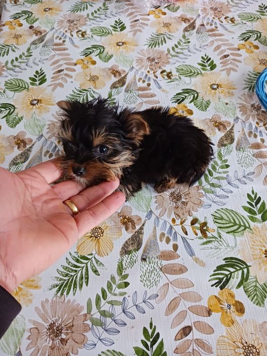 Yorkshire terrier macho