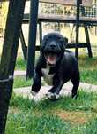 Staffordshire Bull Terrier FCI,