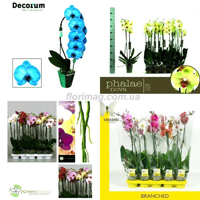 Бонсаи, Орхидеи, Фикусы - Растения и Цветы оптом из Голландии, ЕС