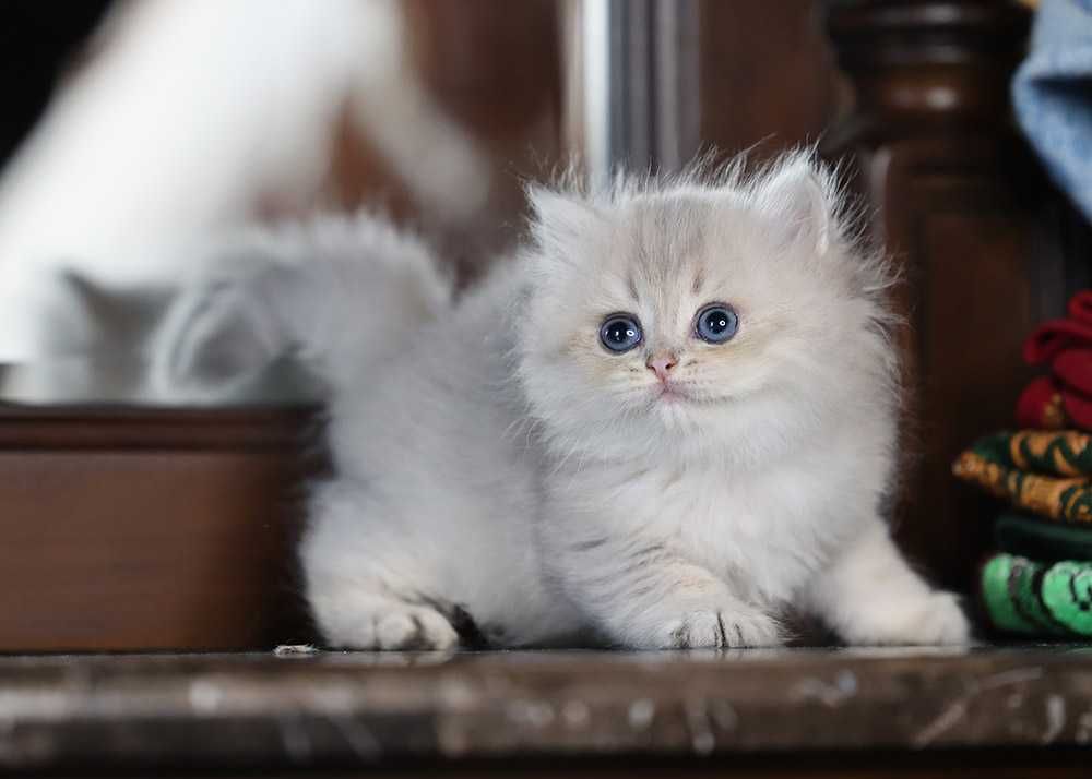 Британський котик 1,5 міс