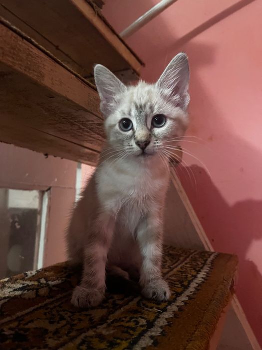 Киця в добрі руки