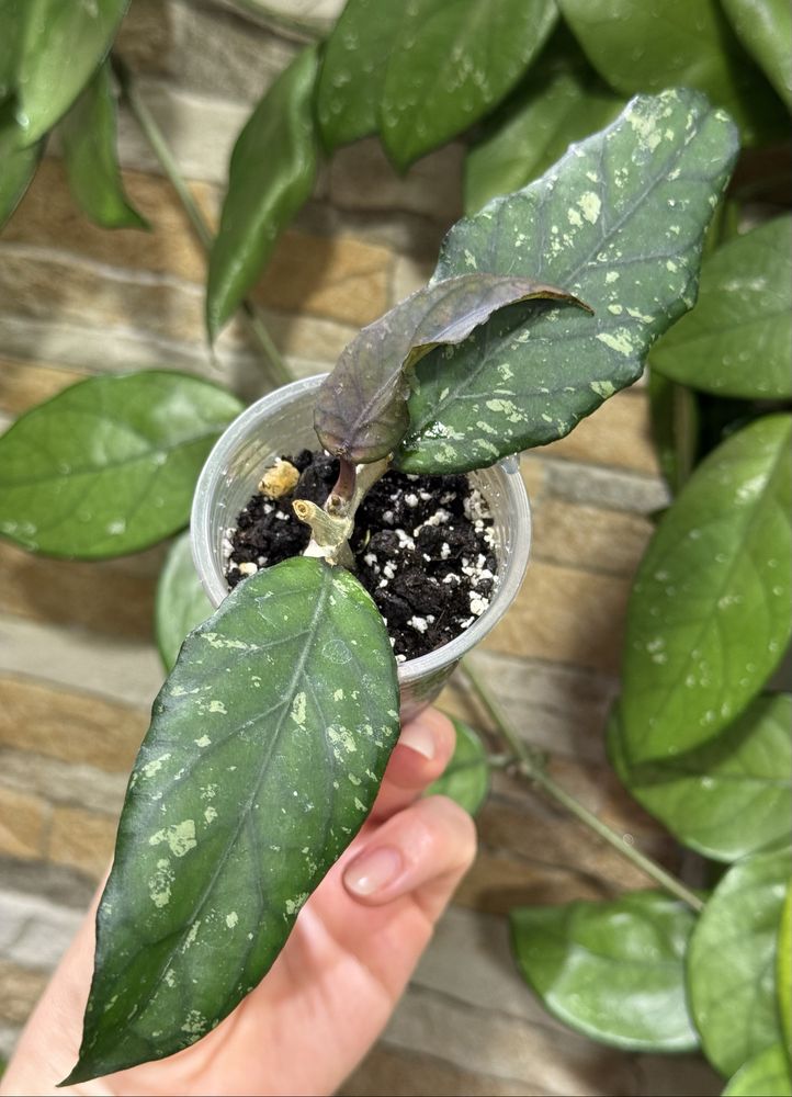 Хойя Hoya sp. Aceh Takengon.
