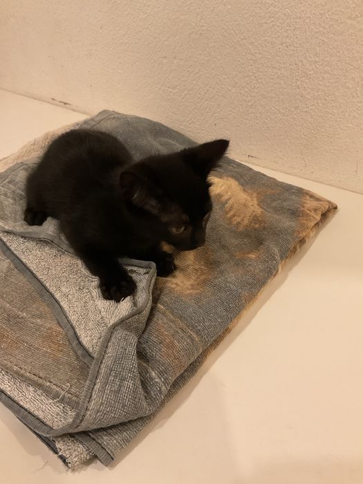 Procura-se Humanos para Mimar