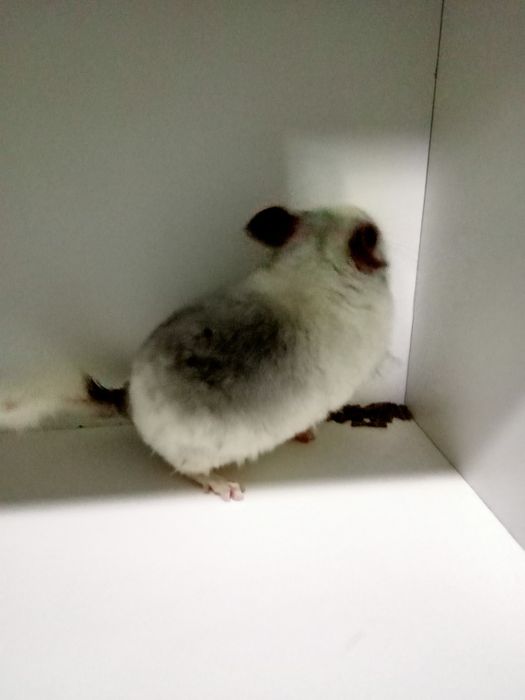 Szynszyl szynszyla szynszyle mozaika