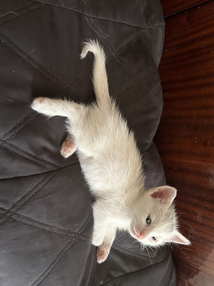Котики шукають дім