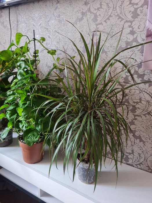 Кімнатні квіти.Драцена висота 85 см