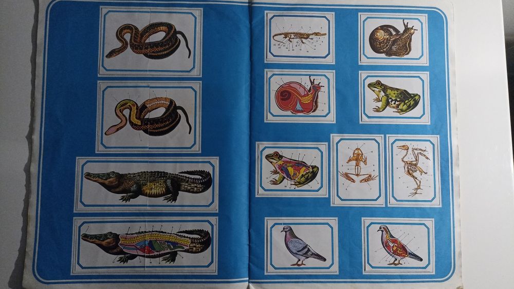 Caderneta Anatomia coleção didática de 240