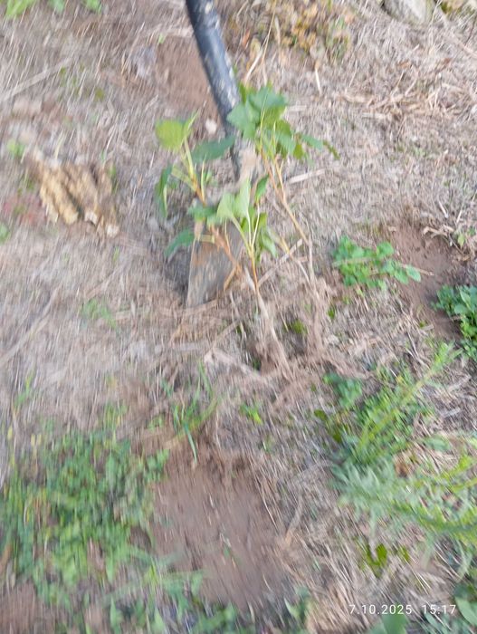 Sadzonki porzeczki czarnej