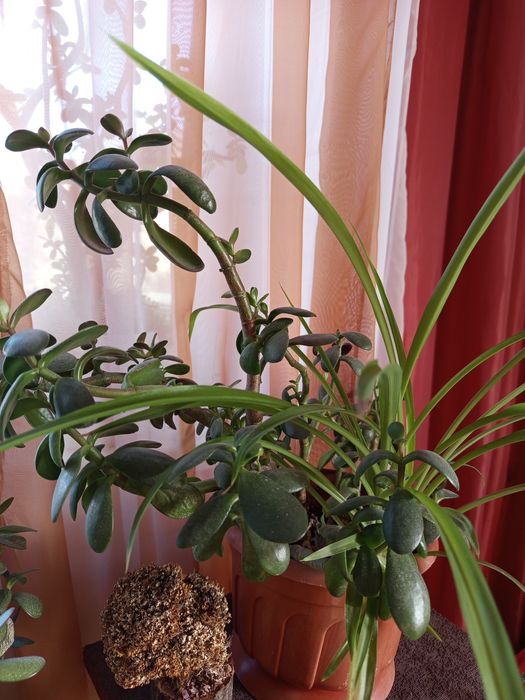 Продам вазони" грошове дерево"