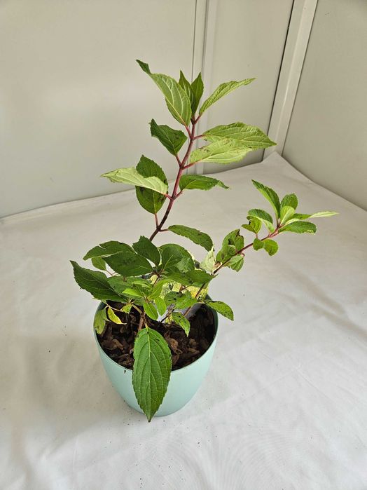 Hortensja bukietowa Mohito 35cm C2 – krzew ozdobny + nawóz gratis