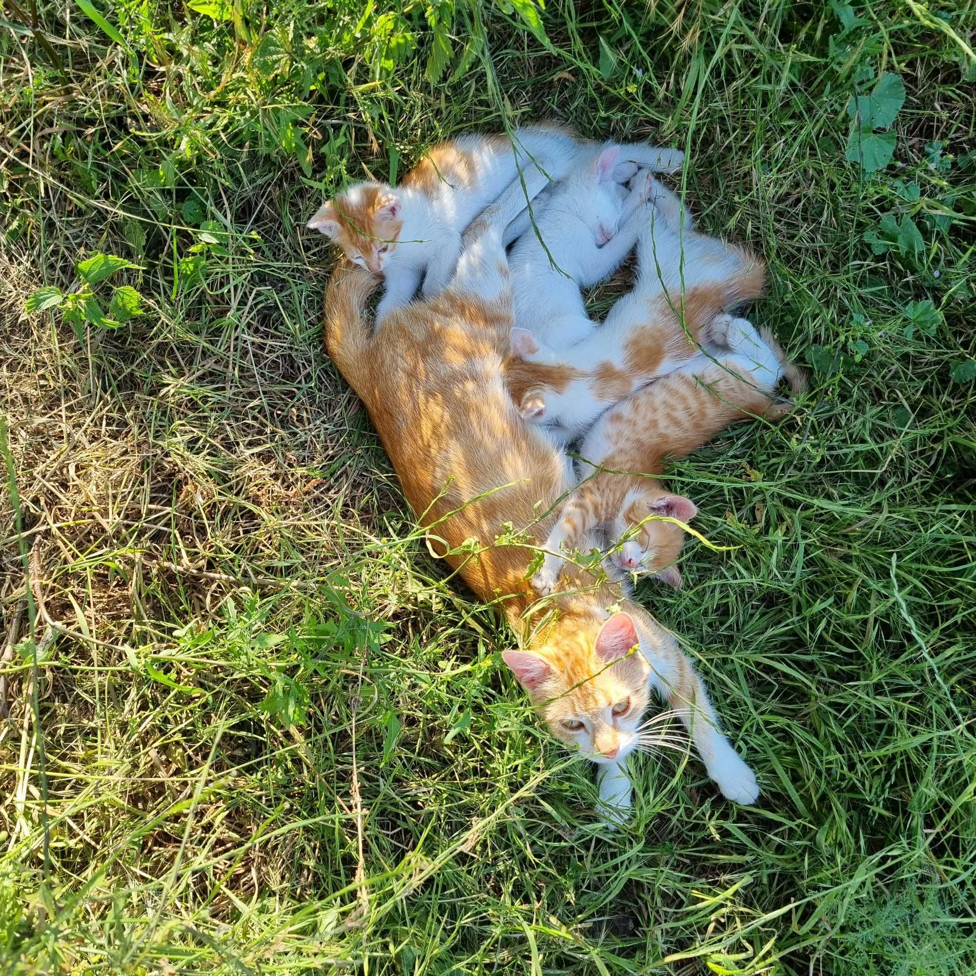 Oddam młode koty