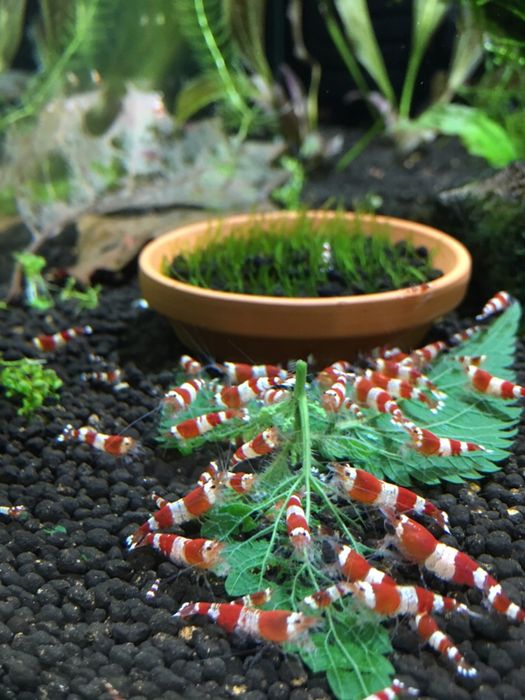 Krewetki caridina crystal red