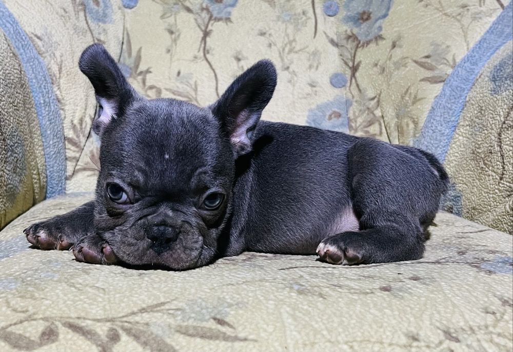 Цуценятка французики