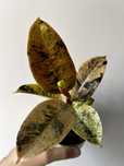 Ficus Shivereana variegata