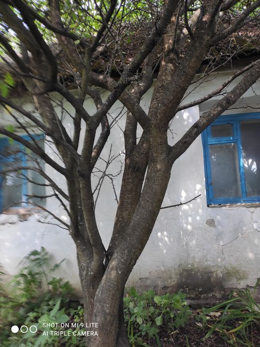 Продаю будинок з земельною ділянкою 0,25га в с.Пліщин