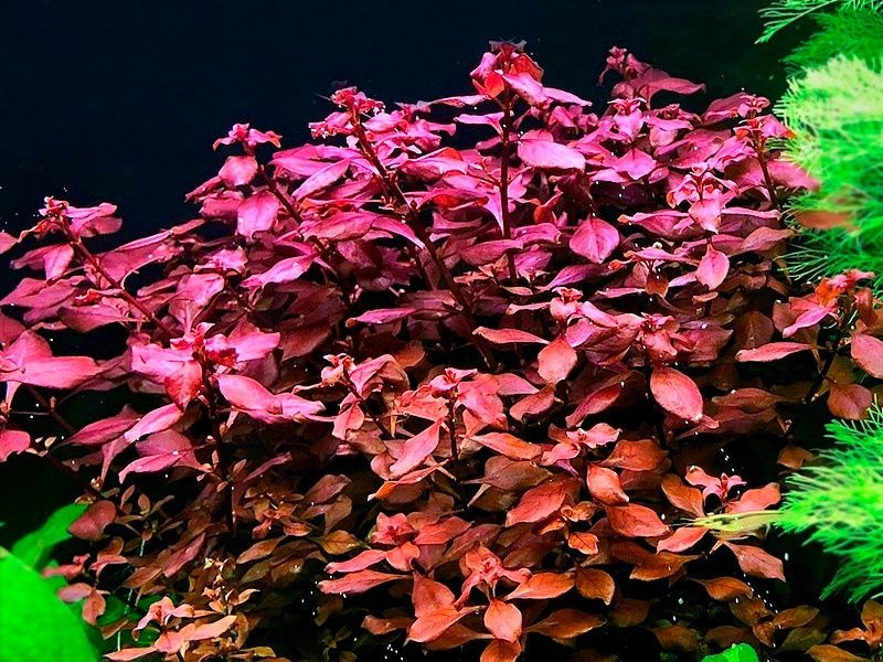 Ludwigia palustris – planta vermelha para aquário