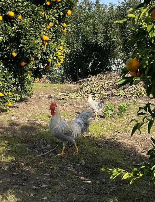 Galinhas/Galos várias raças