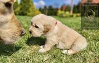 Piesek szczeniak Golden Retriever rasowy REZERWACJA