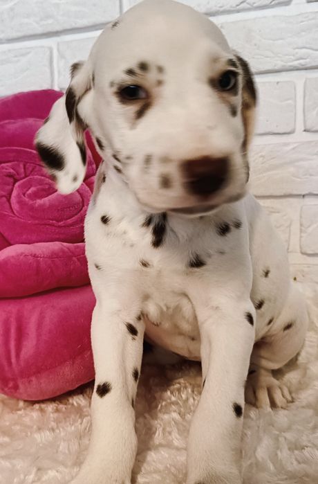 Dalmatyńczyk urocza unikatowa  suczka
