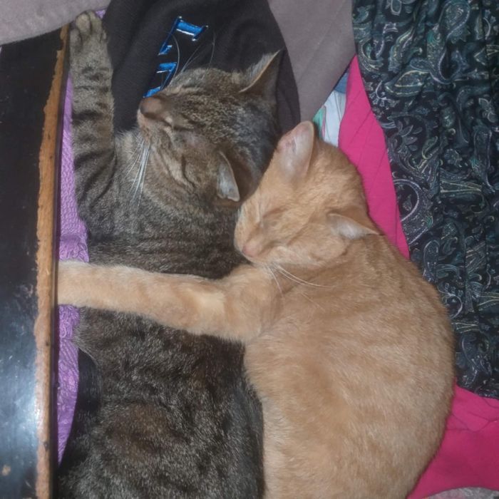 Oddam dwie cudowne wysterylizowane kotki  za darmo