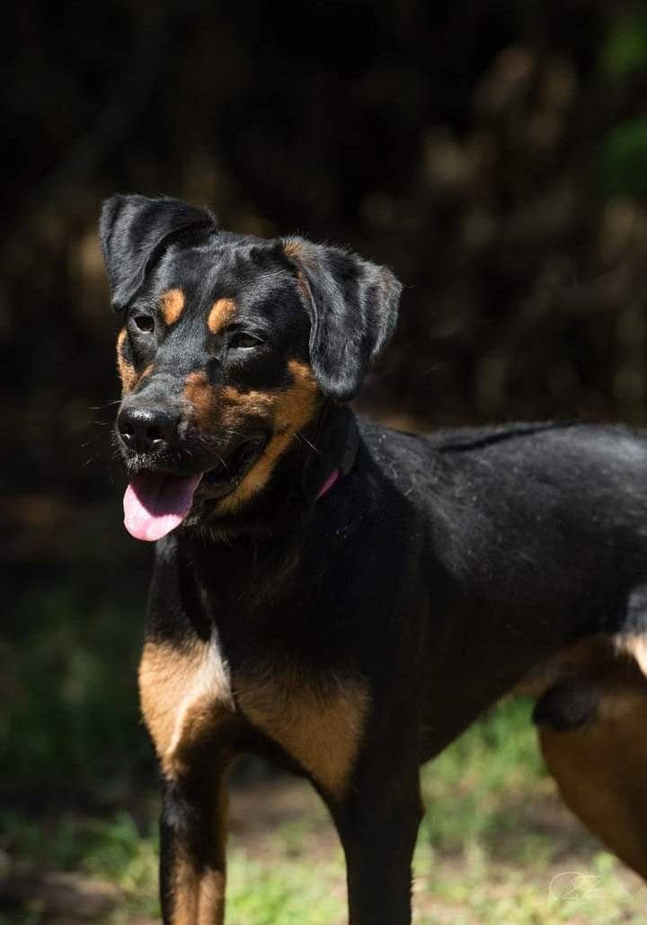 Pistachio- cachorro de porte médio para adoção