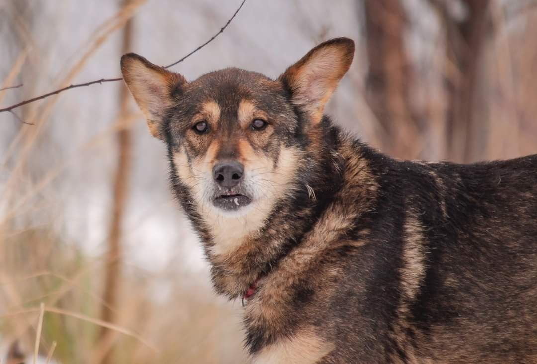 Pies w typie husky - wilczur szuka domu