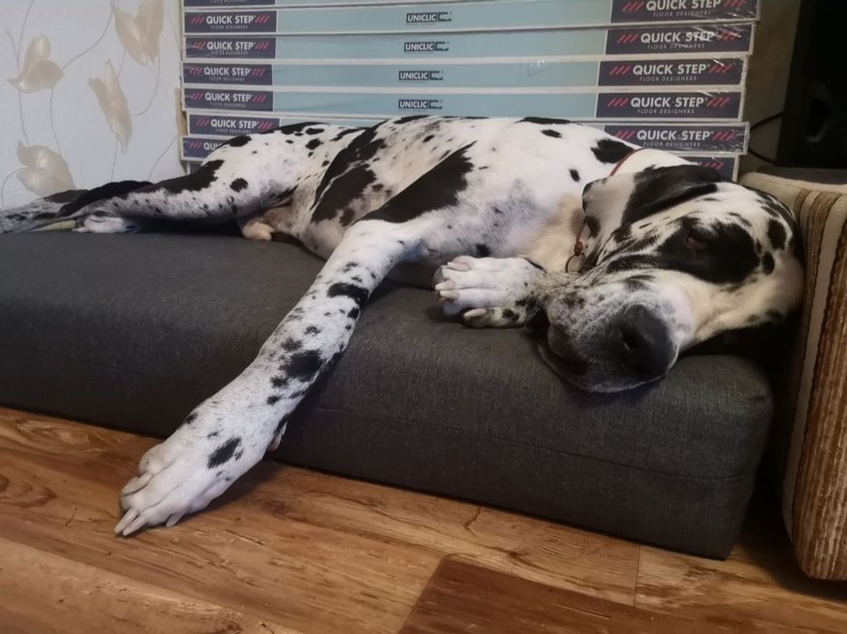 Лежанка  для собак, Все размеры! место, матрасик для собаки,