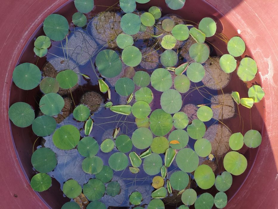 Plantas aquáticas jovens