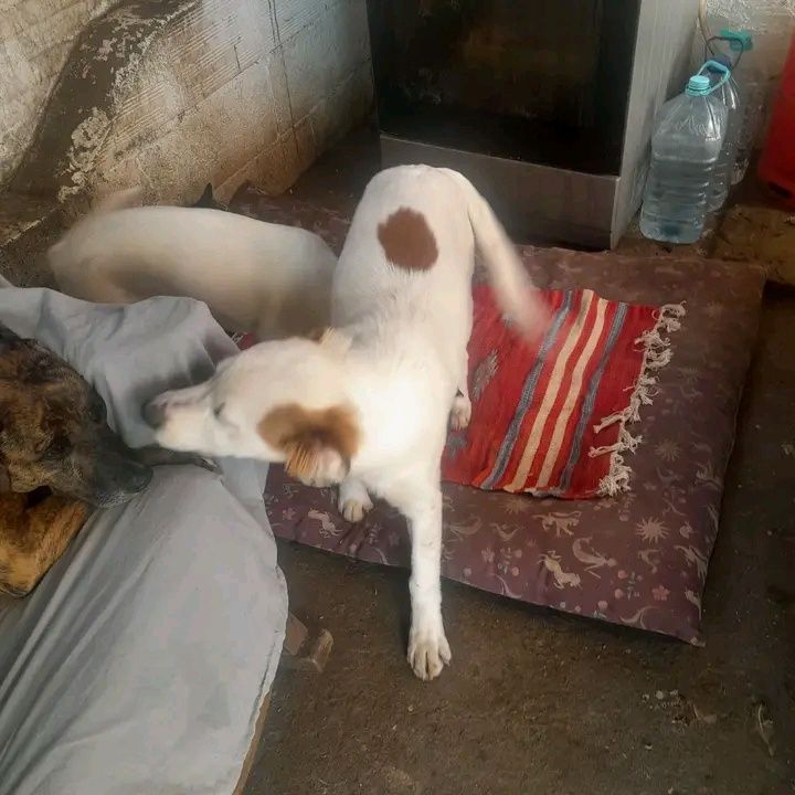 Cao para adopcao
