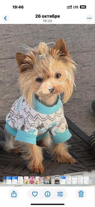 Пропала собака Йоркширский терьер